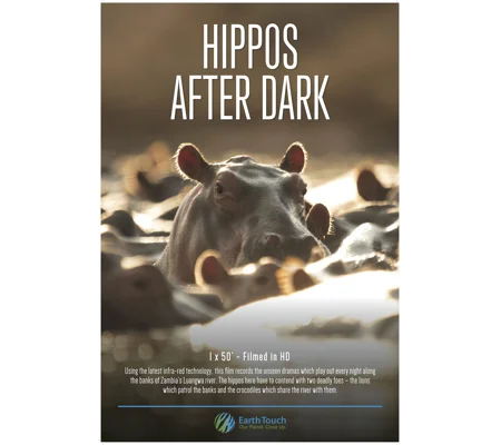 Hippos After Dark (2015)