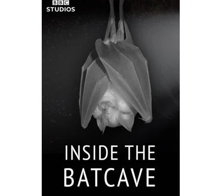 Inside The Bat Cave (2020)