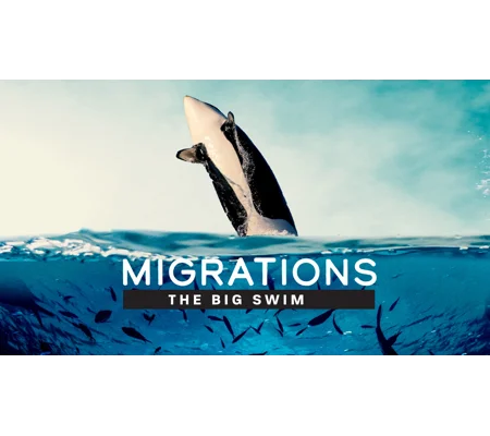 Migrations - The Big Swim (2020)