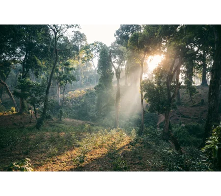 Shade Grown Coffee (2020)