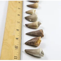 Mosasaur Fossil Tooth