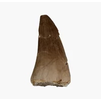 Mosasaur Fossil Tooth