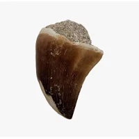 Mosasaur Fossil Tooth