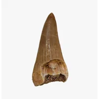 Mosasaur Fossil Tooth