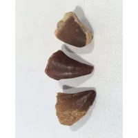 Mosasaur Fossil Tooth