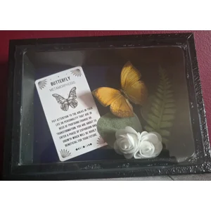 The Metamorphosis Vault - Real Lurid Glider Butterfly & Tarot Card Shadow Box