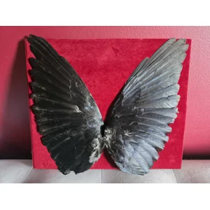 The Midnight Flight - Framed Real Jackdaw Wings Gothic Taxidermy Display