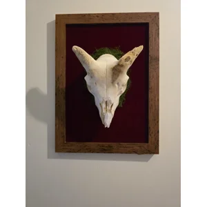 The Woodland Monarch - Framed Real Sheep Skull Taxidermy Display