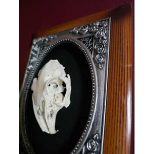 The Gothic Rose Crypt - Real Framed Rabbit Skull Taxidermy