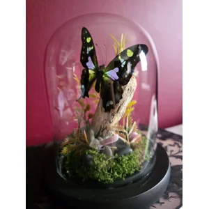 The Highland Bower - Real Purple Spotted Swallowtail Glass Dome Diorama