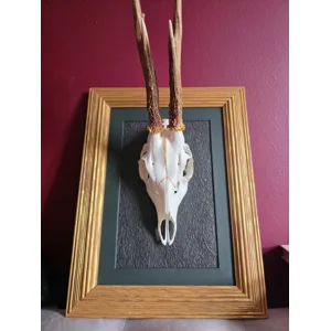 The Gilded Forest King - Framed Real Roe Deer Skull with Metallic Gold Accents