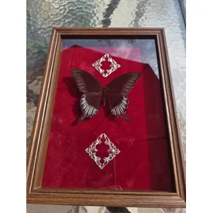 The Crimson Gothic Vault - Real Black Phoenix Swallowtail Butterfly Framed Taxidermy