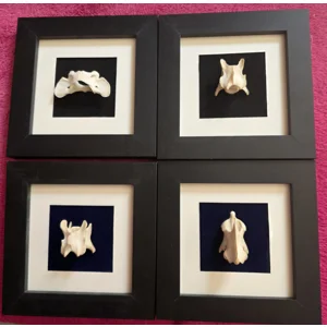 Real Fox Vertebrae Bone Art Oddity Set Of 4