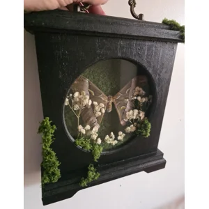 The Overgrown Relic - Real Giant Silk Moth Upcycled Mantel Clock Diorama