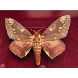 The Royal Vault - Real Citheronia Hamifera Silk Moth Box Frame