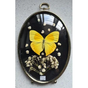 The Solar Specimen - Real Tailed Sulphur Butterfly in Vintage Brass Bubble Frame