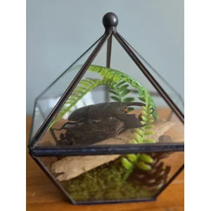The Titan Prism - Real Dorcus Titanus Typhon Stag Beetle Terrarium