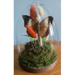 The Autumn Canopy Dome - Real Tawny Rajah Butterfly Entomology Diorama