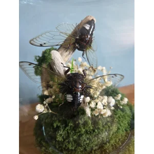The Flight of the Cicadas - Real Cryptotympana Acuta Glass Dome Diorama