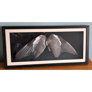 Framed Real Wood Pigeon Wings Display Gothic Wall Art Specimen