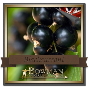 Blackcurrant 10ml Blackcurrant 10ml