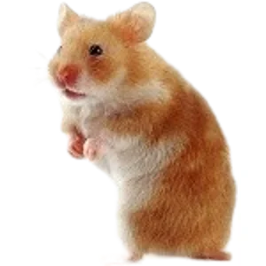 Short Haired Syrian Hamster