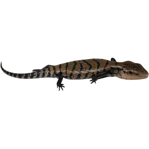 Juvenile Indonesian Blue Tongue Skink