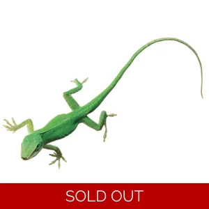 Green Anole