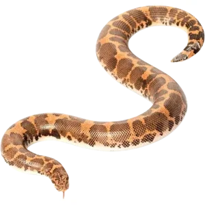 Kenyan Sand Boa