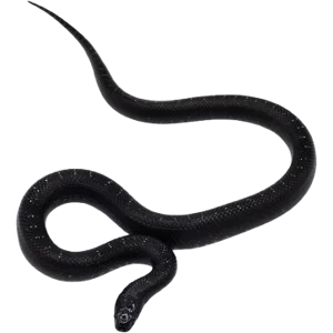 Juvenile Mexican Black Kingsnake