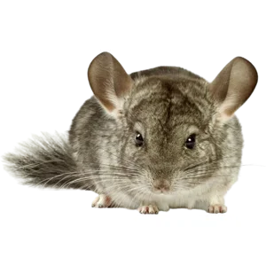 Chinchilla