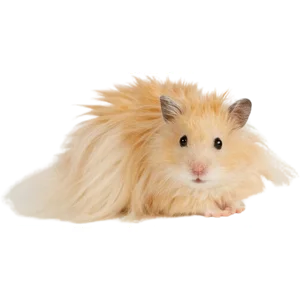 Long Haired Syrian Hamster