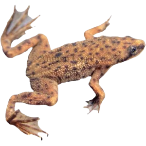 African Dwarf Frog
