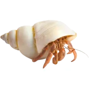 Hermit Crab