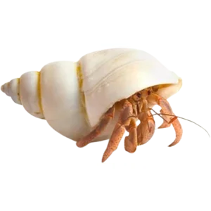 Hermit Crab