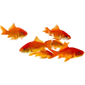 Feeder Fish