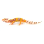 Fancy Leopard Gecko