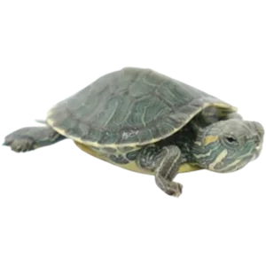Juvenile Red Eared Slider - 1.5 Inch