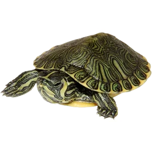 Juvenile Yellow Bellied Slider - 1.5 Inch
