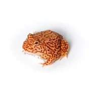 Rare Pac-man Frog