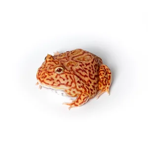 Rare Pac-man Frog