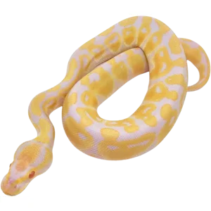 Albino Ball Python