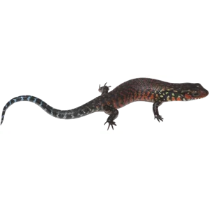 Juvenile Fire Skink
