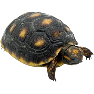 Juvenile Redfoot Tortoise - 2 - 3 Inch