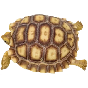 Juvenile Sulcata Tortoise - 2 - 2.5 Inch