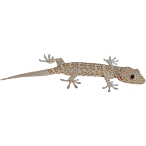 Tokay Gecko
