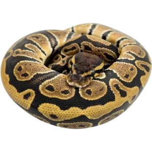 Juvenile Basic Ball Python
