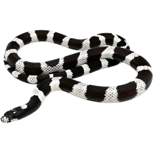 Juvenile California Kingsnake