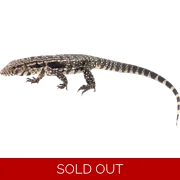 Juvenile Argentine Black & White Tegu