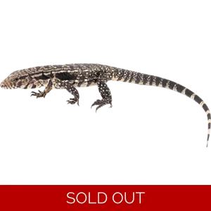 Juvenile Argentine Black & White Tegu